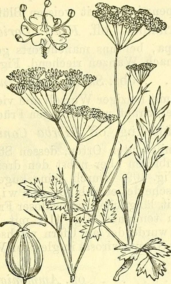 An illustration from Die wissenschaftliche Ausbildung des Apothekerlehrlings und seine Vorbereitung zum Gehülfenexamen : mit Rücksicht auf die neuesten Anforderungen, 1884, leaf 527