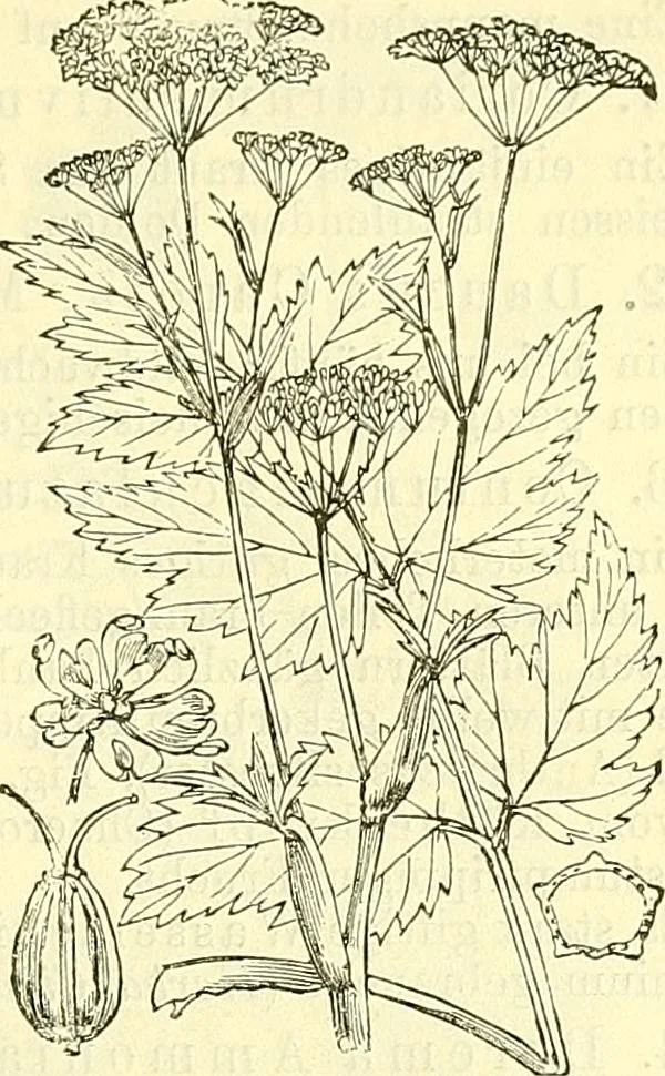 An illustration from Die wissenschaftliche Ausbildung des Apothekerlehrlings und seine Vorbereitung zum Gehülfenexamen : mit Rücksicht auf die neuesten Anforderungen, 1884, leaf 527