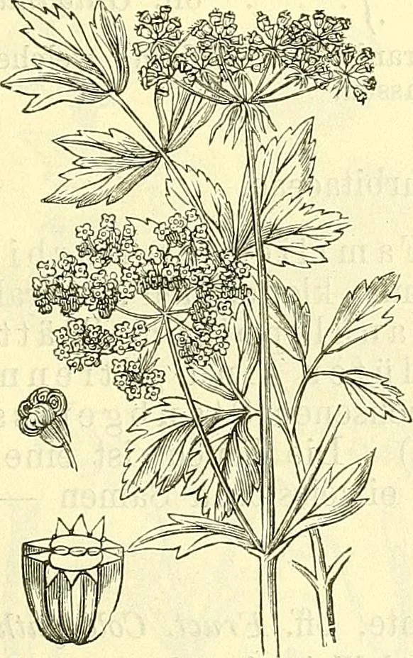 An illustration from Die wissenschaftliche Ausbildung des Apothekerlehrlings und seine Vorbereitung zum Gehülfenexamen : mit Rücksicht auf die neuesten Anforderungen, 1884, leaf 527