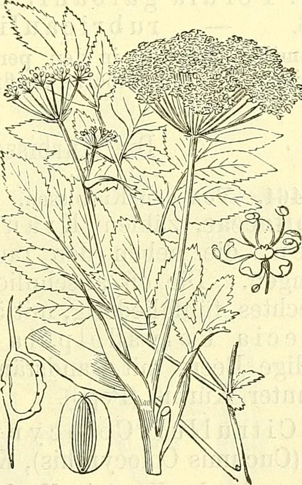 An illustration from Die wissenschaftliche Ausbildung des Apothekerlehrlings und seine Vorbereitung zum Gehülfenexamen : mit Rücksicht auf die neuesten Anforderungen, 1884, leaf 527