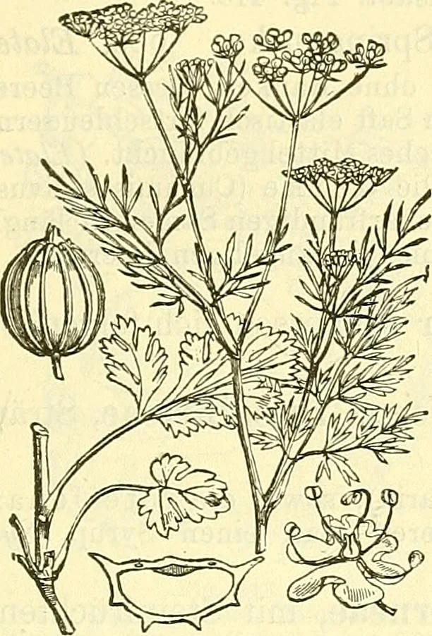 An illustration from Die wissenschaftliche Ausbildung des Apothekerlehrlings und seine Vorbereitung zum Gehülfenexamen : mit Rücksicht auf die neuesten Anforderungen, 1884, leaf 529