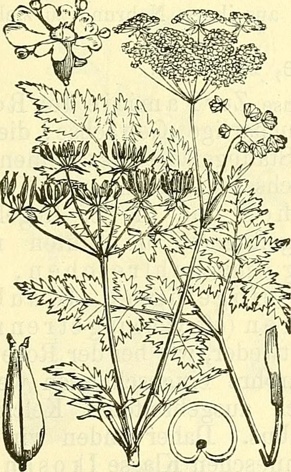 An illustration from Die wissenschaftliche Ausbildung des Apothekerlehrlings und seine Vorbereitung zum Gehülfenexamen : mit Rücksicht auf die neuesten Anforderungen, 1884, leaf 529