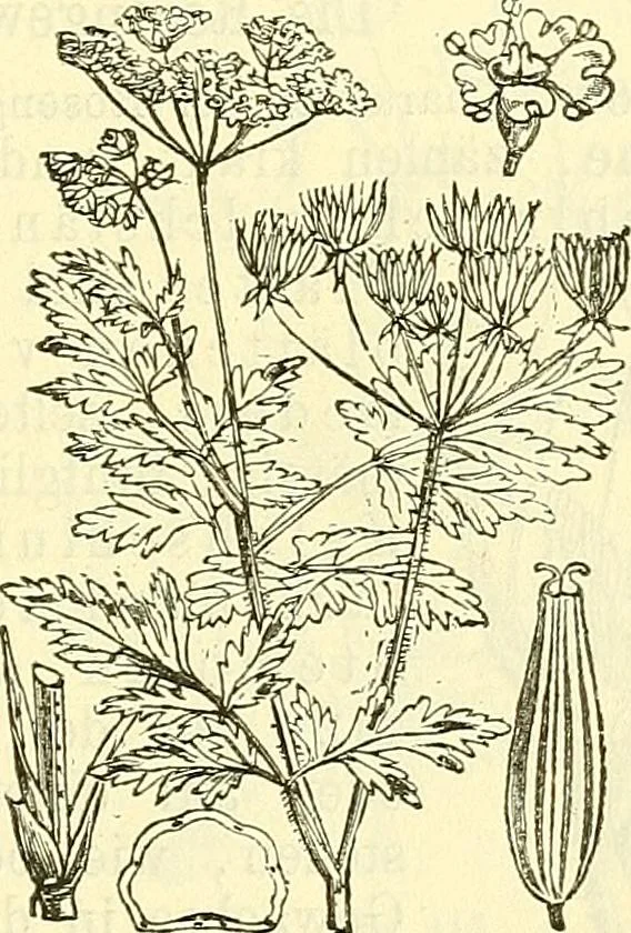 An illustration from Die wissenschaftliche Ausbildung des Apothekerlehrlings und seine Vorbereitung zum Gehülfenexamen : mit Rücksicht auf die neuesten Anforderungen, 1884, leaf 529