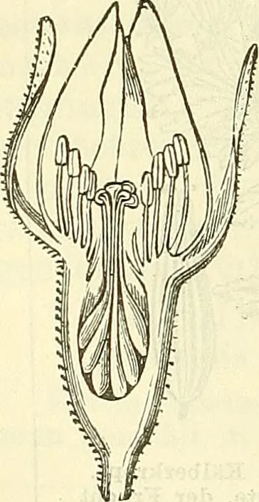 An illustration from Die wissenschaftliche Ausbildung des Apothekerlehrlings und seine Vorbereitung zum Gehülfenexamen : mit Rücksicht auf die neuesten Anforderungen, 1884, leaf 530