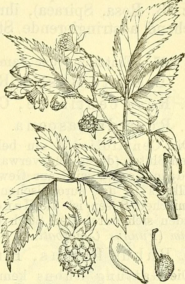 An illustration from Die wissenschaftliche Ausbildung des Apothekerlehrlings und seine Vorbereitung zum Gehülfenexamen : mit Rücksicht auf die neuesten Anforderungen, 1884, leaf 531