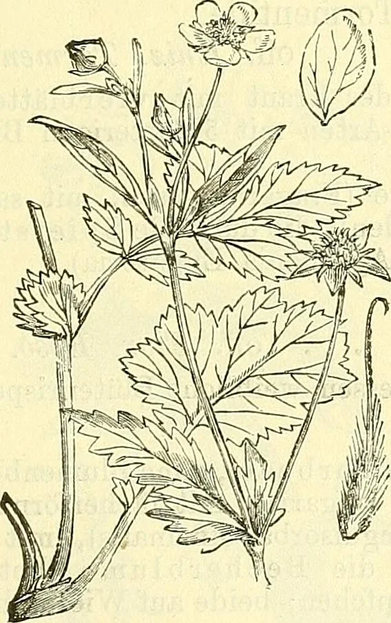 An illustration from Die wissenschaftliche Ausbildung des Apothekerlehrlings und seine Vorbereitung zum Gehülfenexamen : mit Rücksicht auf die neuesten Anforderungen, 1884, leaf 531