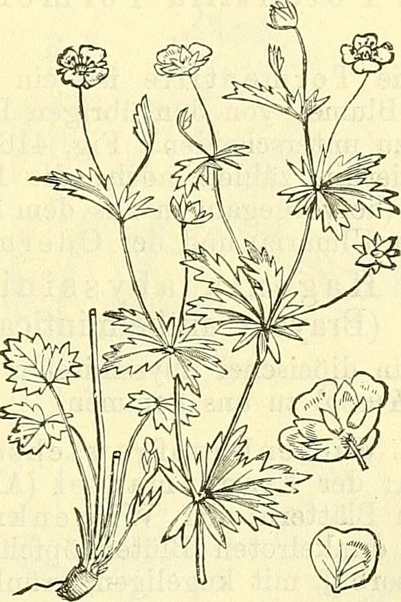 An illustration from Die wissenschaftliche Ausbildung des Apothekerlehrlings und seine Vorbereitung zum Gehülfenexamen : mit Rücksicht auf die neuesten Anforderungen, 1884, leaf 531