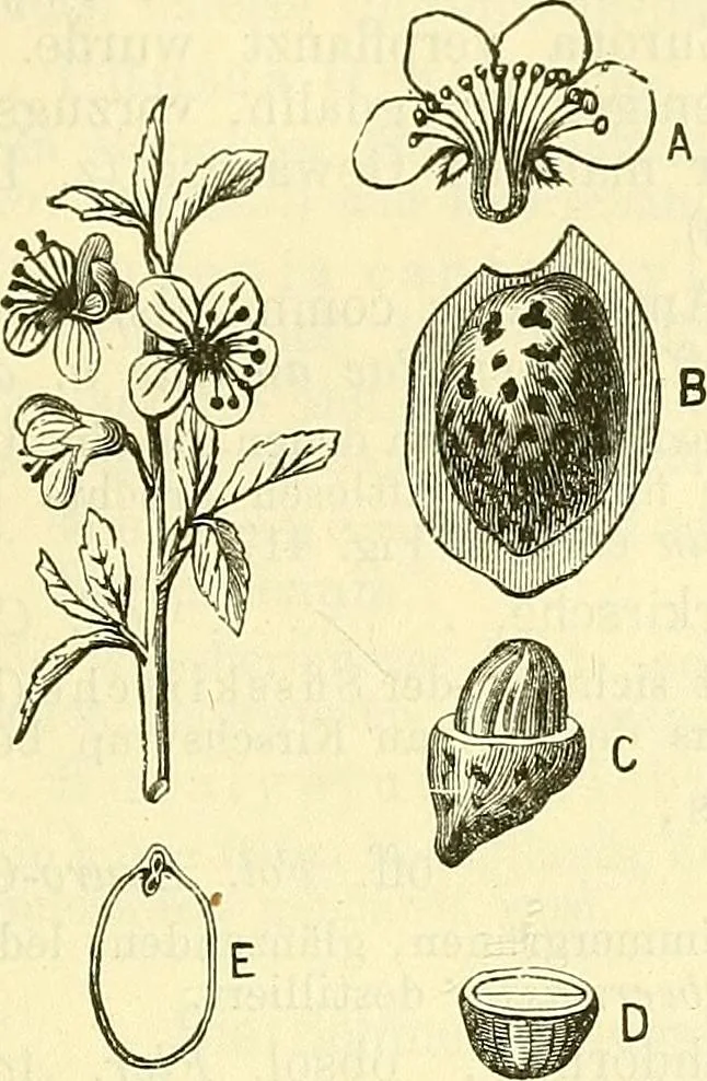 An illustration from Die wissenschaftliche Ausbildung des Apothekerlehrlings und seine Vorbereitung zum Gehülfenexamen : mit Rücksicht auf die neuesten Anforderungen, 1884, leaf 533