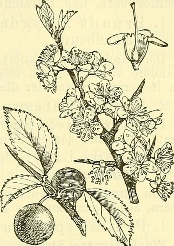 An illustration from Die wissenschaftliche Ausbildung des Apothekerlehrlings und seine Vorbereitung zum Gehülfenexamen : mit Rücksicht auf die neuesten Anforderungen, 1884, leaf 533