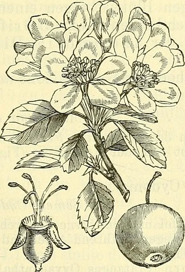 An illustration from Die wissenschaftliche Ausbildung des Apothekerlehrlings und seine Vorbereitung zum Gehülfenexamen : mit Rücksicht auf die neuesten Anforderungen, 1884, leaf 533