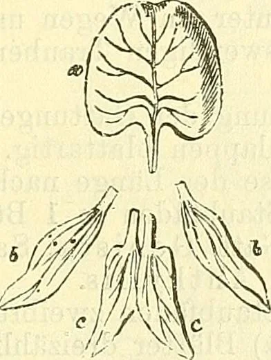 An illustration from Die wissenschaftliche Ausbildung des Apothekerlehrlings und seine Vorbereitung zum Gehülfenexamen : mit Rücksicht auf die neuesten Anforderungen, 1884, leaf 535