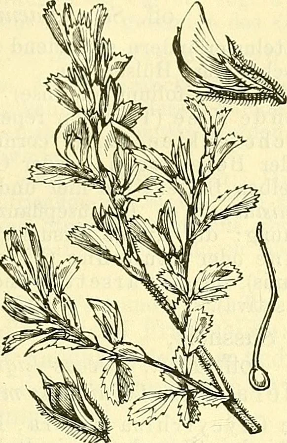 An illustration from Die wissenschaftliche Ausbildung des Apothekerlehrlings und seine Vorbereitung zum Gehülfenexamen : mit Rücksicht auf die neuesten Anforderungen, 1884, leaf 537