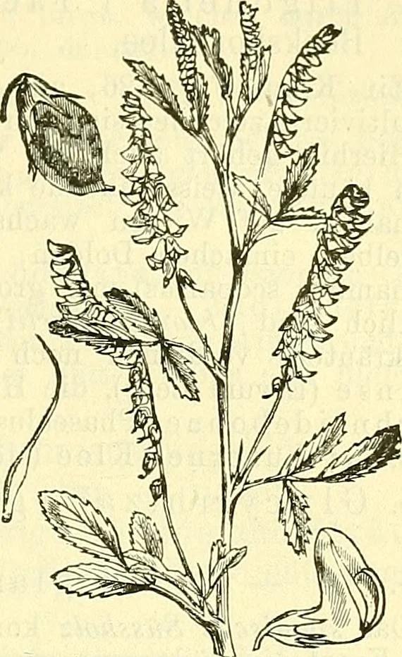 An illustration from Die wissenschaftliche Ausbildung des Apothekerlehrlings und seine Vorbereitung zum Gehülfenexamen : mit Rücksicht auf die neuesten Anforderungen, 1884, leaf 537