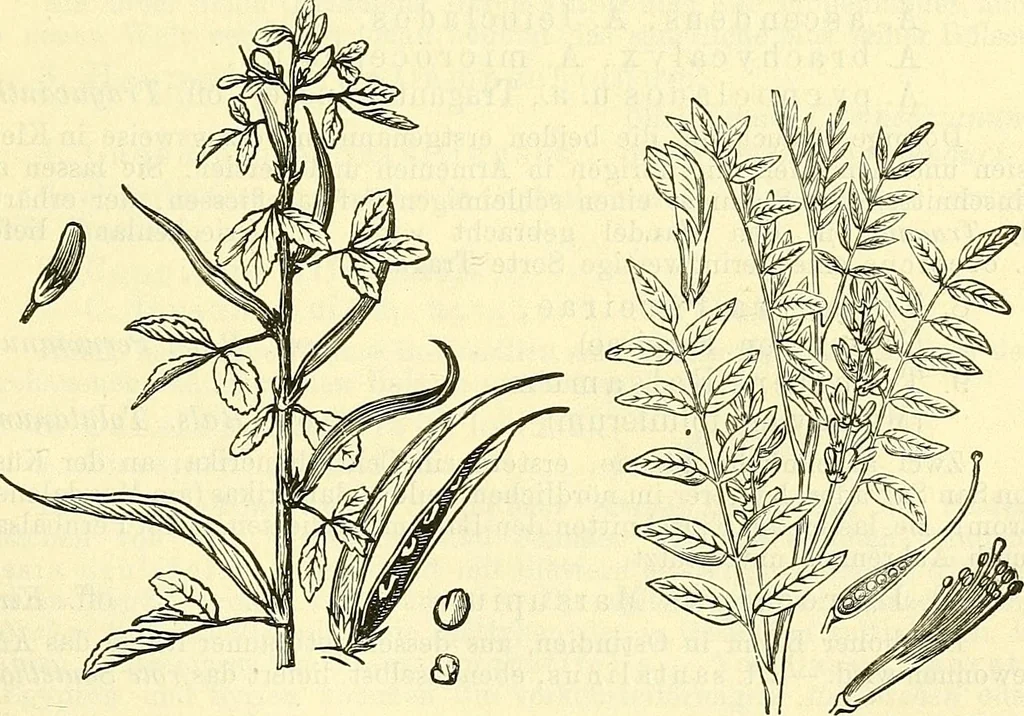 An illustration from Die wissenschaftliche Ausbildung des Apothekerlehrlings und seine Vorbereitung zum Gehülfenexamen : mit Rücksicht auf die neuesten Anforderungen, 1884, leaf 537