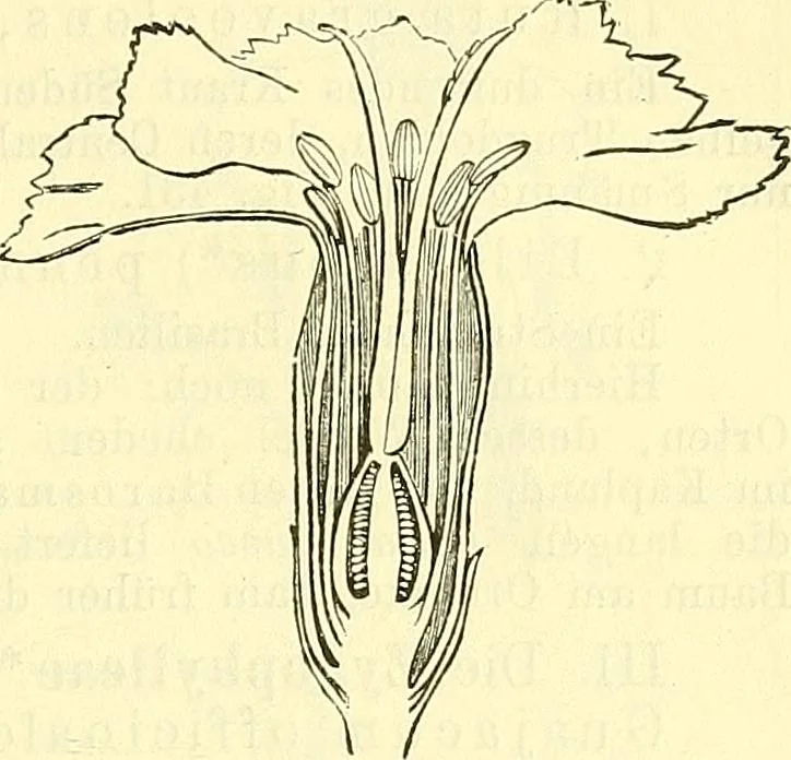 An illustration from Die wissenschaftliche Ausbildung des Apothekerlehrlings und seine Vorbereitung zum Gehülfenexamen : mit Rücksicht auf die neuesten Anforderungen, 1884, leaf 541