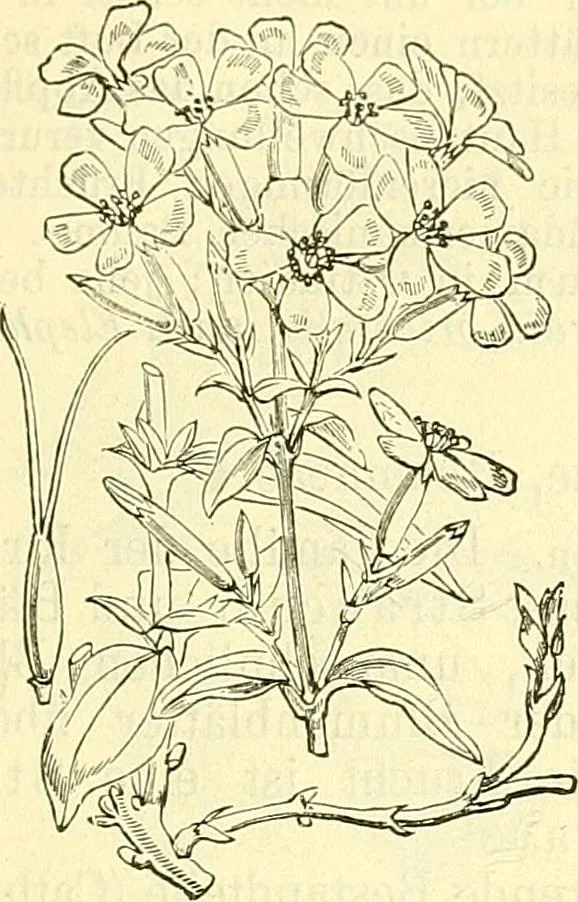 An illustration from Die wissenschaftliche Ausbildung des Apothekerlehrlings und seine Vorbereitung zum Gehülfenexamen : mit Rücksicht auf die neuesten Anforderungen, 1884, leaf 543