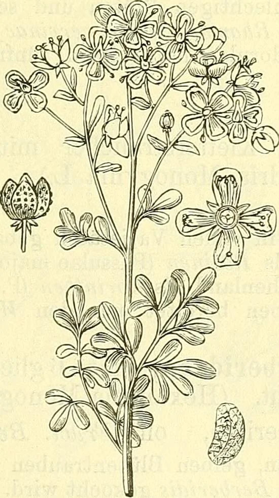 An illustration from Die wissenschaftliche Ausbildung des Apothekerlehrlings und seine Vorbereitung zum Gehülfenexamen : mit Rücksicht auf die neuesten Anforderungen, 1884, leaf 543