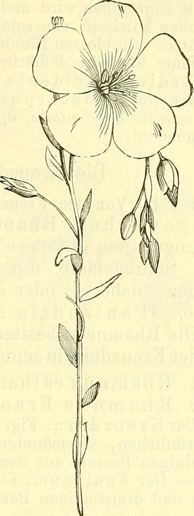 An illustration from Die wissenschaftliche Ausbildung des Apothekerlehrlings und seine Vorbereitung zum Gehülfenexamen : mit Rücksicht auf die neuesten Anforderungen, 1884, leaf 543