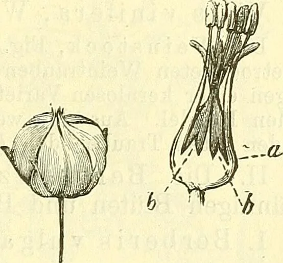 An illustration from Die wissenschaftliche Ausbildung des Apothekerlehrlings und seine Vorbereitung zum Gehülfenexamen : mit Rücksicht auf die neuesten Anforderungen, 1884, leaf 543