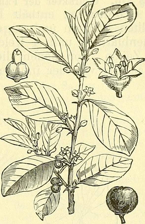 An illustration from Die wissenschaftliche Ausbildung des Apothekerlehrlings und seine Vorbereitung zum Gehülfenexamen : mit Rücksicht auf die neuesten Anforderungen, 1884, leaf 545