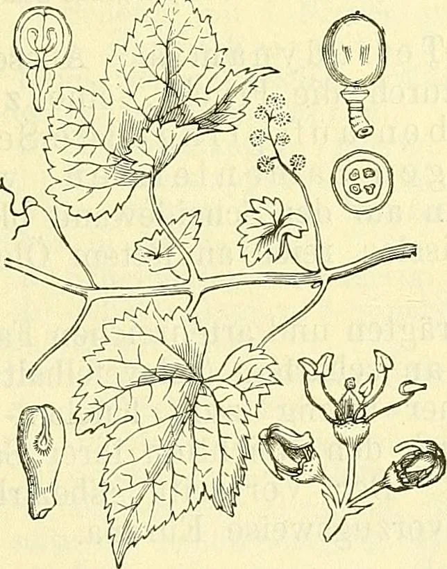 An illustration from Die wissenschaftliche Ausbildung des Apothekerlehrlings und seine Vorbereitung zum Gehülfenexamen : mit Rücksicht auf die neuesten Anforderungen, 1884, leaf 545