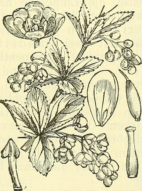An illustration from Die wissenschaftliche Ausbildung des Apothekerlehrlings und seine Vorbereitung zum Gehülfenexamen : mit Rücksicht auf die neuesten Anforderungen, 1884, leaf 545