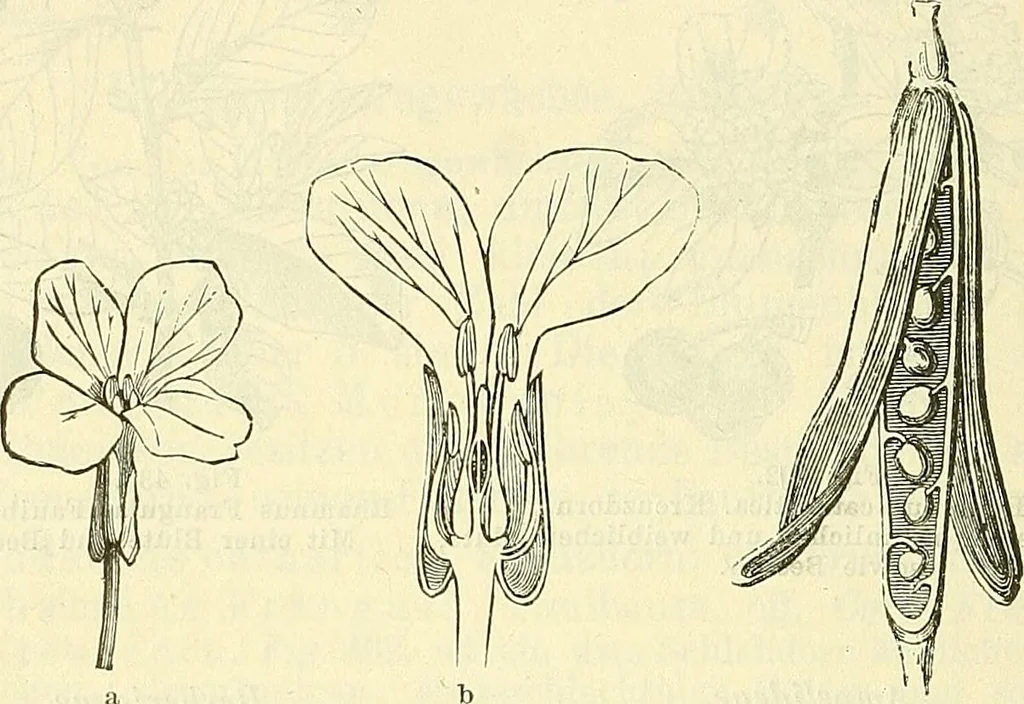 An illustration from Die wissenschaftliche Ausbildung des Apothekerlehrlings und seine Vorbereitung zum Gehülfenexamen : mit Rücksicht auf die neuesten Anforderungen, 1884, leaf 546