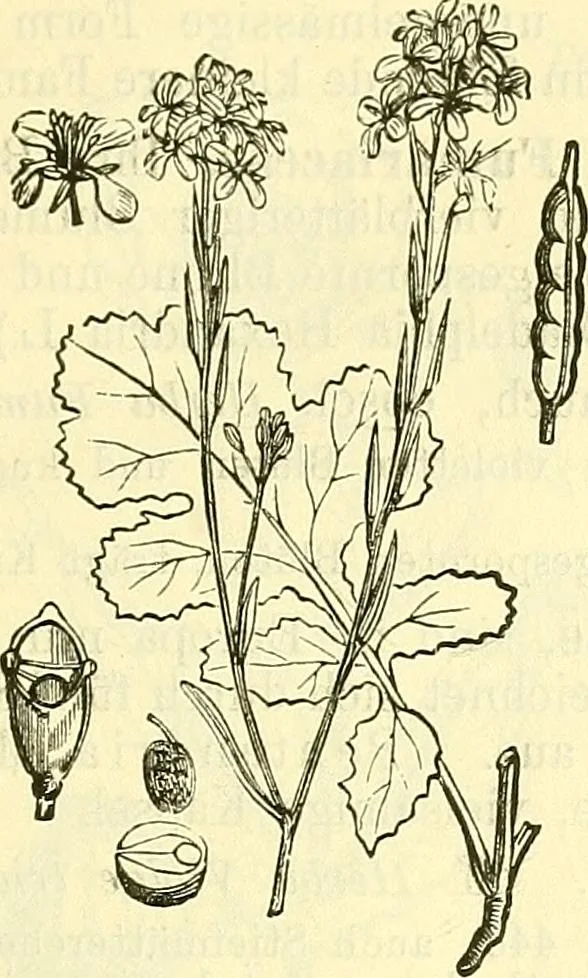 An illustration from Die wissenschaftliche Ausbildung des Apothekerlehrlings und seine Vorbereitung zum Gehülfenexamen : mit Rücksicht auf die neuesten Anforderungen, 1884, leaf 549