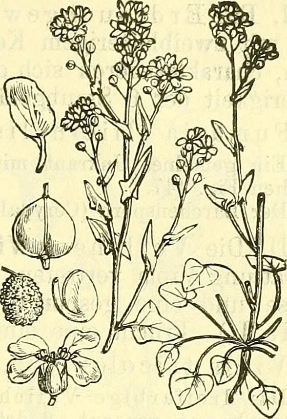An illustration from Die wissenschaftliche Ausbildung des Apothekerlehrlings und seine Vorbereitung zum Gehülfenexamen : mit Rücksicht auf die neuesten Anforderungen, 1884, leaf 549