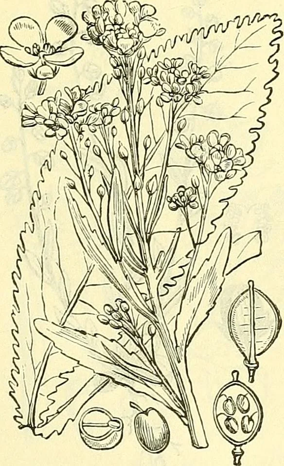 An illustration from Die wissenschaftliche Ausbildung des Apothekerlehrlings und seine Vorbereitung zum Gehülfenexamen : mit Rücksicht auf die neuesten Anforderungen, 1884, leaf 549