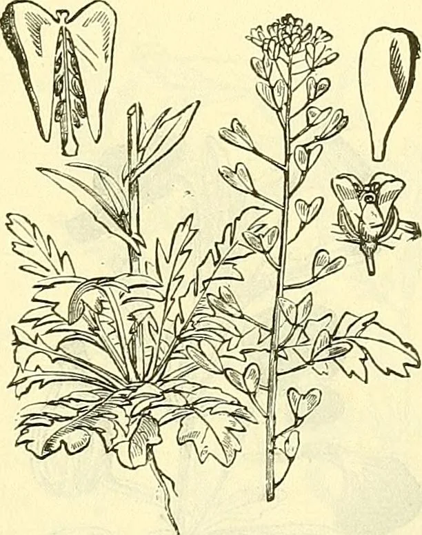 An illustration from Die wissenschaftliche Ausbildung des Apothekerlehrlings und seine Vorbereitung zum Gehülfenexamen : mit Rücksicht auf die neuesten Anforderungen, 1884, leaf 549