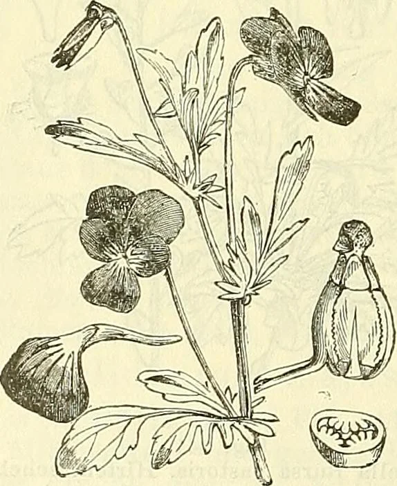 An illustration from Die wissenschaftliche Ausbildung des Apothekerlehrlings und seine Vorbereitung zum Gehülfenexamen : mit Rücksicht auf die neuesten Anforderungen, 1884, leaf 550