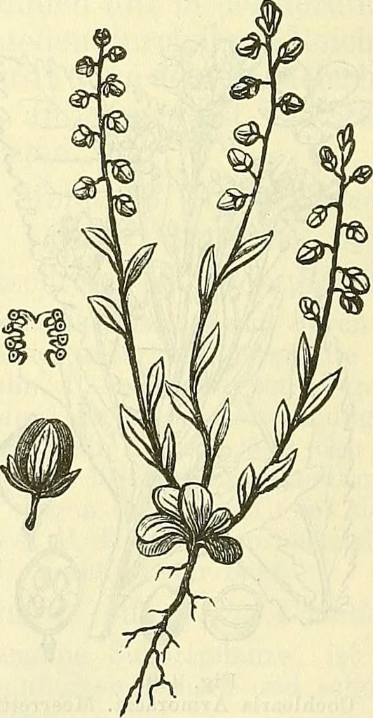 An illustration from Die wissenschaftliche Ausbildung des Apothekerlehrlings und seine Vorbereitung zum Gehülfenexamen : mit Rücksicht auf die neuesten Anforderungen, 1884, leaf 550