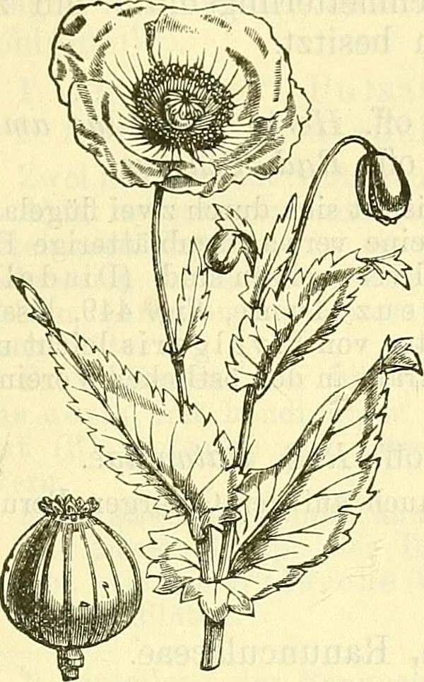 An illustration from Die wissenschaftliche Ausbildung des Apothekerlehrlings und seine Vorbereitung zum Gehülfenexamen : mit Rücksicht auf die neuesten Anforderungen, 1884, leaf 551