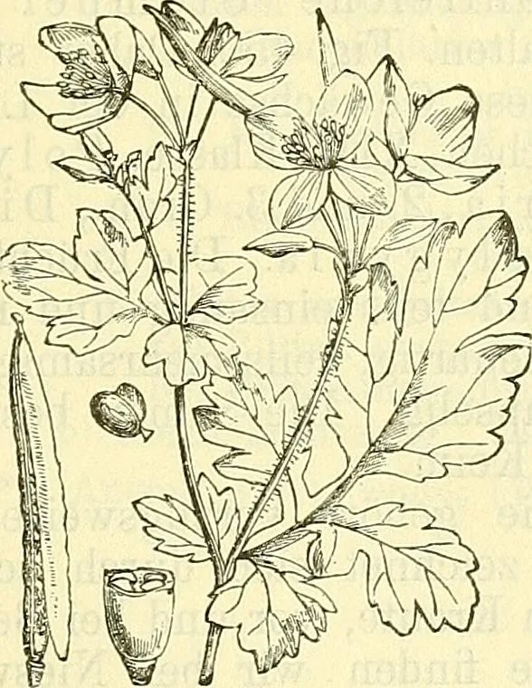 An illustration from Die wissenschaftliche Ausbildung des Apothekerlehrlings und seine Vorbereitung zum Gehülfenexamen : mit Rücksicht auf die neuesten Anforderungen, 1884, leaf 551