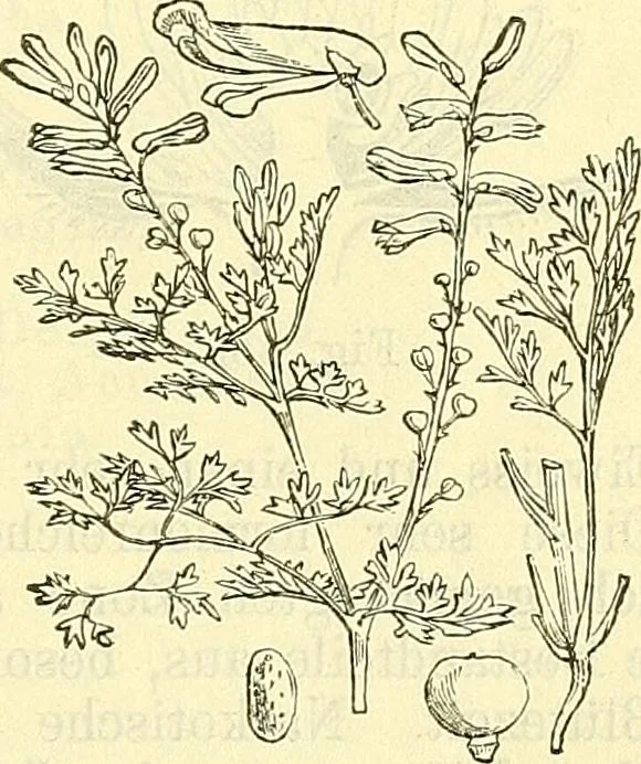 An illustration from Die wissenschaftliche Ausbildung des Apothekerlehrlings und seine Vorbereitung zum Gehülfenexamen : mit Rücksicht auf die neuesten Anforderungen, 1884, leaf 551