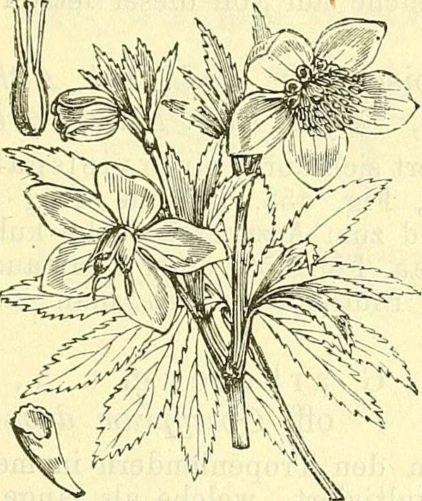 An illustration from Die wissenschaftliche Ausbildung des Apothekerlehrlings und seine Vorbereitung zum Gehülfenexamen : mit Rücksicht auf die neuesten Anforderungen, 1884, leaf 555
