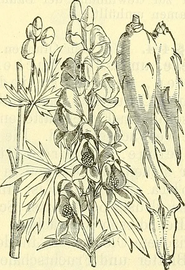 An illustration from Die wissenschaftliche Ausbildung des Apothekerlehrlings und seine Vorbereitung zum Gehülfenexamen : mit Rücksicht auf die neuesten Anforderungen, 1884, leaf 555
