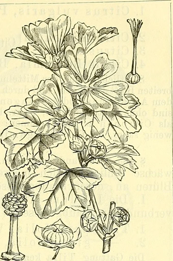 An illustration from Die wissenschaftliche Ausbildung des Apothekerlehrlings und seine Vorbereitung zum Gehülfenexamen : mit Rücksicht auf die neuesten Anforderungen, 1884, leaf 557