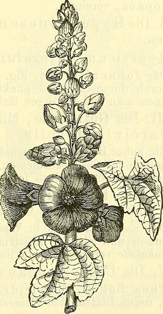 An illustration from Die wissenschaftliche Ausbildung des Apothekerlehrlings und seine Vorbereitung zum Gehülfenexamen : mit Rücksicht auf die neuesten Anforderungen, 1884, leaf 557
