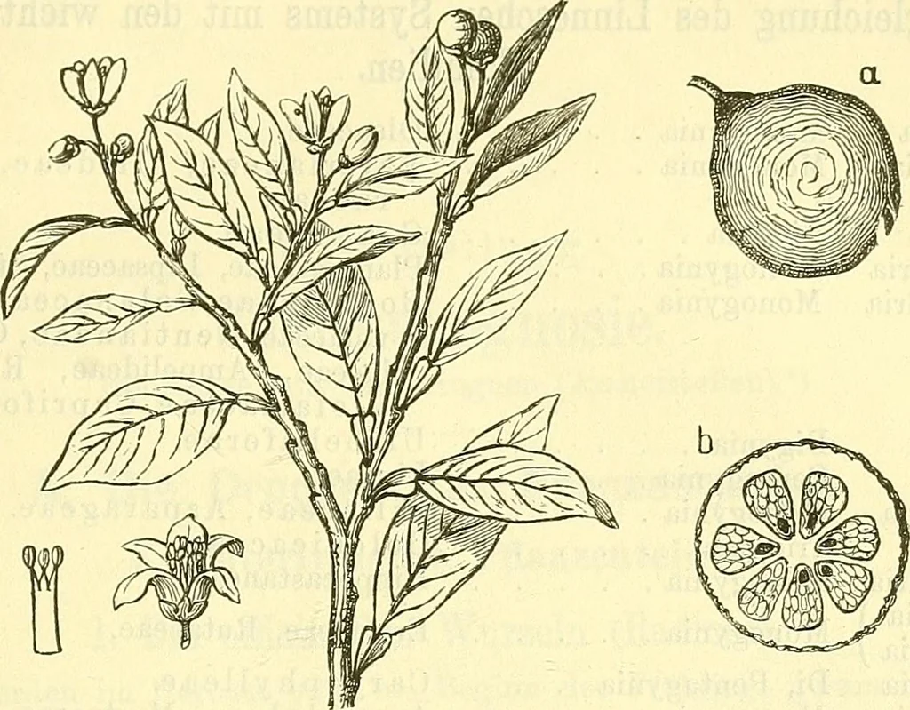 An illustration from Die wissenschaftliche Ausbildung des Apothekerlehrlings und seine Vorbereitung zum Gehülfenexamen : mit Rücksicht auf die neuesten Anforderungen, 1884, leaf 559
