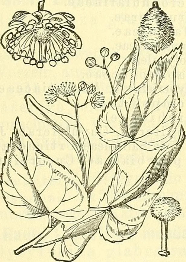 An illustration from Die wissenschaftliche Ausbildung des Apothekerlehrlings und seine Vorbereitung zum Gehülfenexamen : mit Rücksicht auf die neuesten Anforderungen, 1884, leaf 559