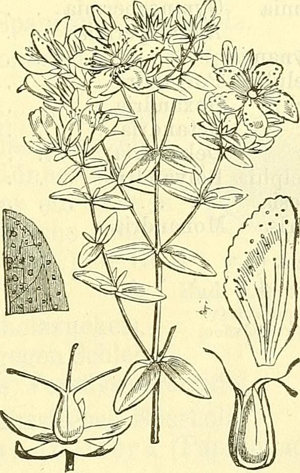 An illustration from Die wissenschaftliche Ausbildung des Apothekerlehrlings und seine Vorbereitung zum Gehülfenexamen : mit Rücksicht auf die neuesten Anforderungen, 1884, leaf 559
