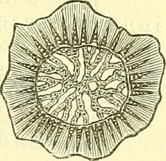 An illustration from Die wissenschaftliche Ausbildung des Apothekerlehrlings und seine Vorbereitung zum Gehülfenexamen : mit Rücksicht auf die neuesten Anforderungen, 1884, leaf 563