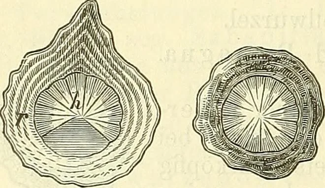 An illustration from Die wissenschaftliche Ausbildung des Apothekerlehrlings und seine Vorbereitung zum Gehülfenexamen : mit Rücksicht auf die neuesten Anforderungen, 1884, leaf 564