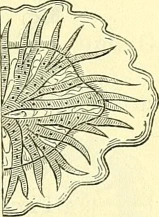 An illustration from Die wissenschaftliche Ausbildung des Apothekerlehrlings und seine Vorbereitung zum Gehülfenexamen : mit Rücksicht auf die neuesten Anforderungen, 1884, leaf 565