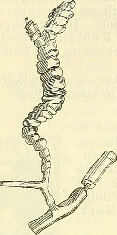 An illustration from Die wissenschaftliche Ausbildung des Apothekerlehrlings und seine Vorbereitung zum Gehülfenexamen : mit Rücksicht auf die neuesten Anforderungen, 1884, leaf 566