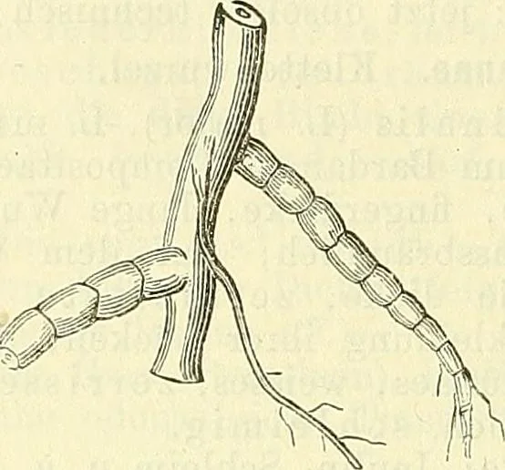 An illustration from Die wissenschaftliche Ausbildung des Apothekerlehrlings und seine Vorbereitung zum Gehülfenexamen : mit Rücksicht auf die neuesten Anforderungen, 1884, leaf 566