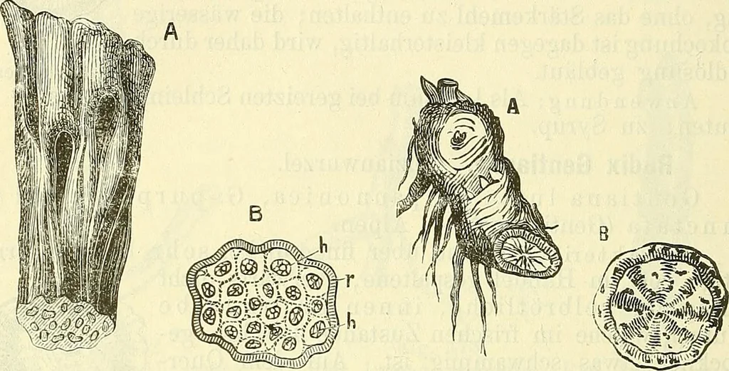 An illustration from Die wissenschaftliche Ausbildung des Apothekerlehrlings und seine Vorbereitung zum Gehülfenexamen : mit Rücksicht auf die neuesten Anforderungen, 1884, leaf 568