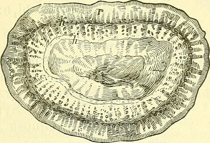 An illustration from Die wissenschaftliche Ausbildung des Apothekerlehrlings und seine Vorbereitung zum Gehülfenexamen : mit Rücksicht auf die neuesten Anforderungen, 1884, leaf 569